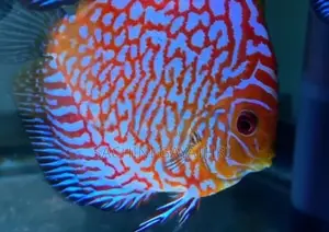 Discus Fish