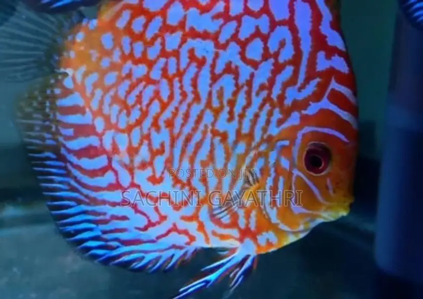 Discus Fish
