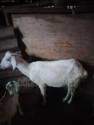 பொட்டை ஆடு