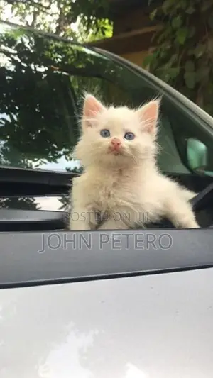 Persian Cat