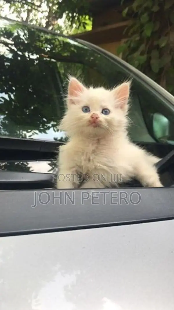 Persian Cat