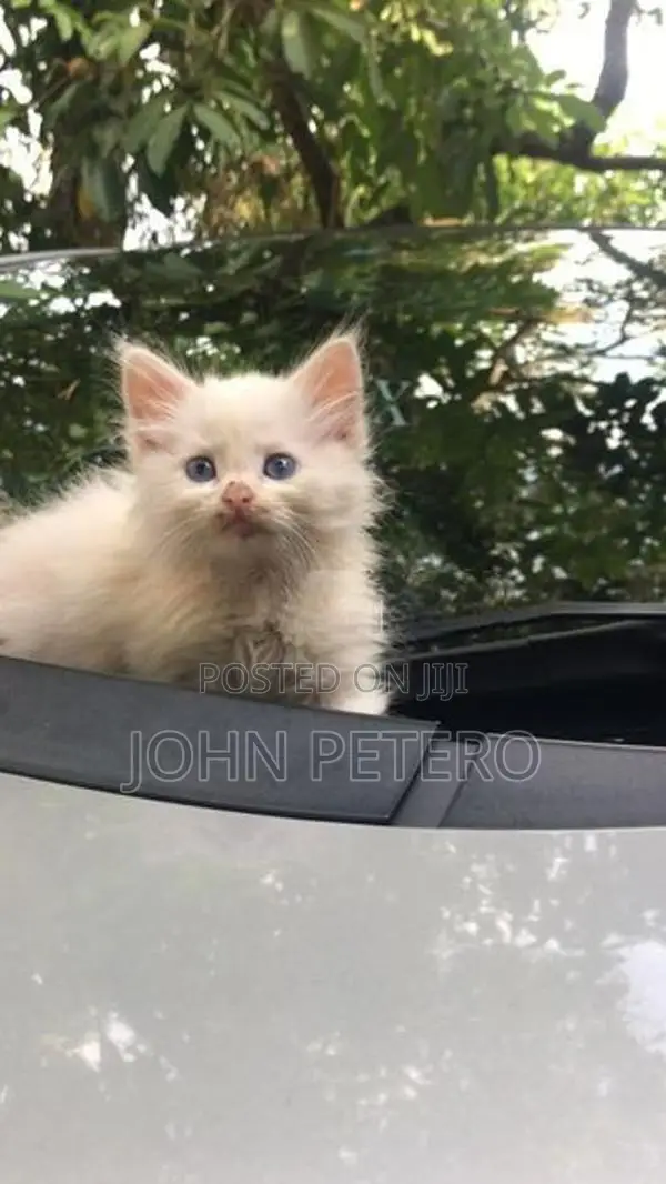 Persian Cat