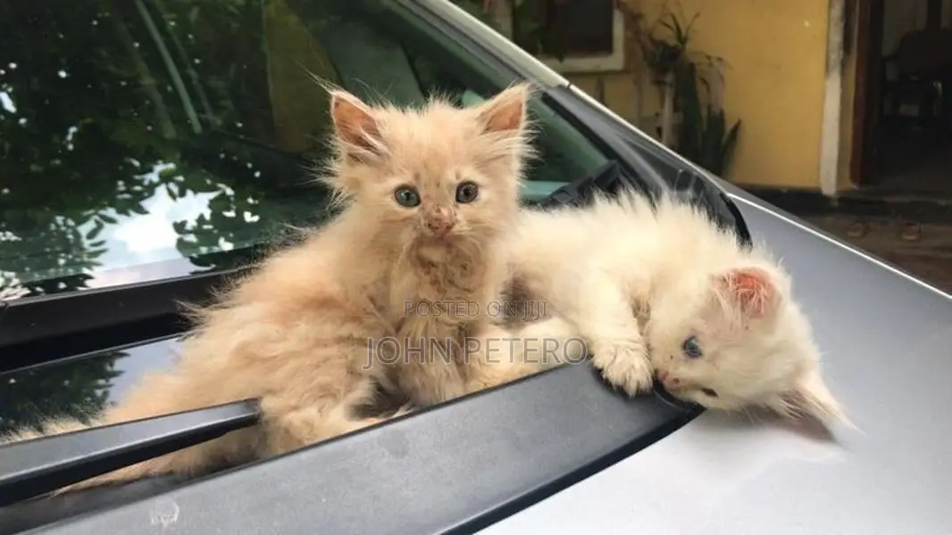 Persian Cat