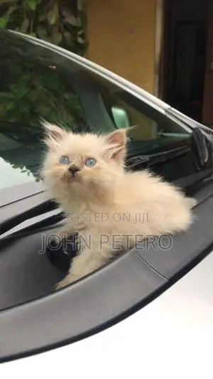 Persian Cat