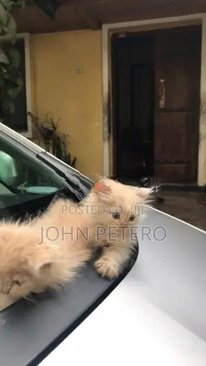 Persian Cat