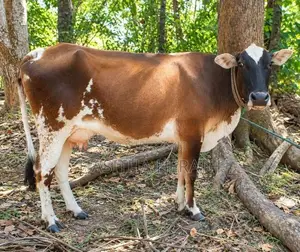 Milk Cows With Calves
