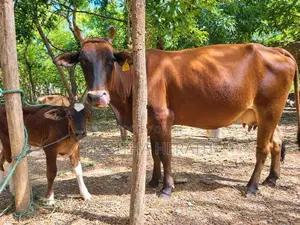 Milk Cows With Calves