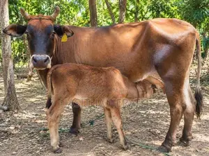 Milk Cows With Calves