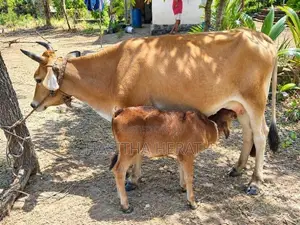 Milk Cows With Calves