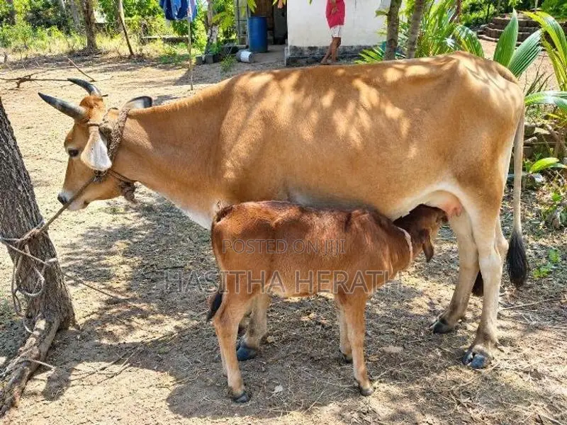Milk Cows With Calves