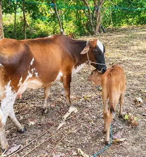 Milk Cows With Calves