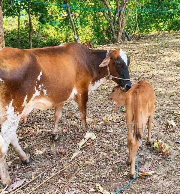 Milk Cows With Calves