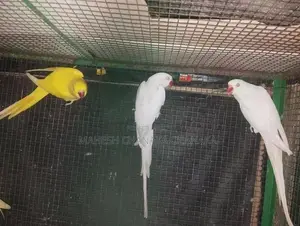Sudu Joduwa Saha Kaha Hariyata Jodu 2k Inne Maha