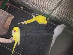 Sudu Joduwa Saha Kaha Hariyata Jodu 2k Inne Maha