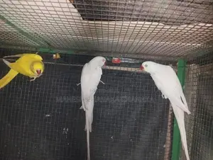 Sudu Joduwa Saha Kaha Hariyata Jodu 2k Inne Maha