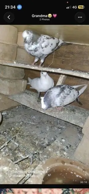 Pigeon