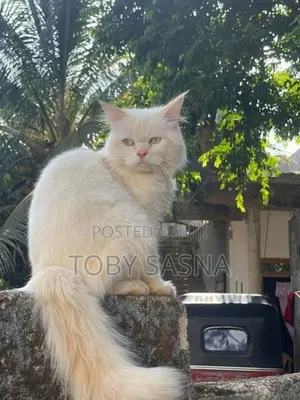 Persian Cat