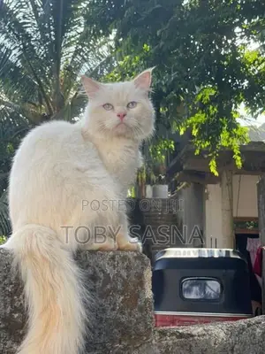 Persian Cat
