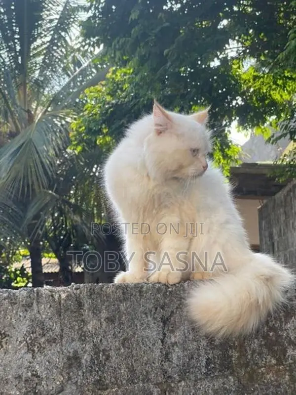 Persian Cat