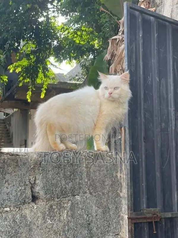 Persian Cat