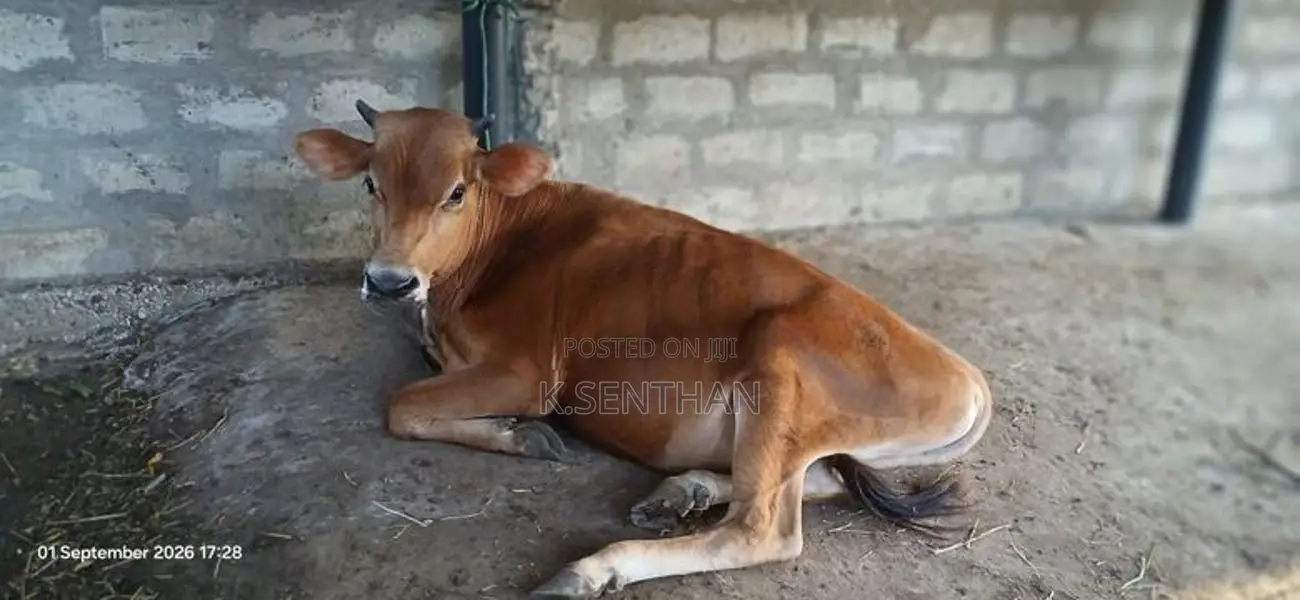 Male Cow