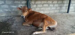Male Cow