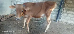 Male Cow