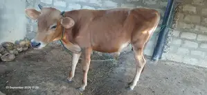 Male Cow