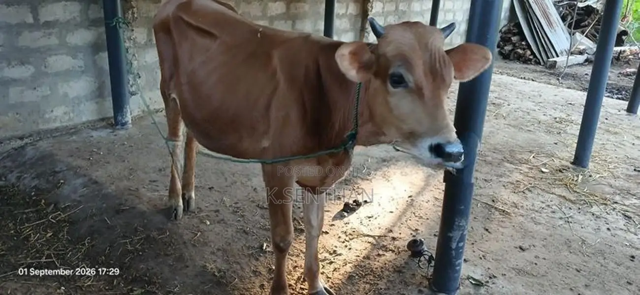 Male Cow