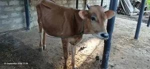 Male Cow
