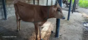 Male Cow