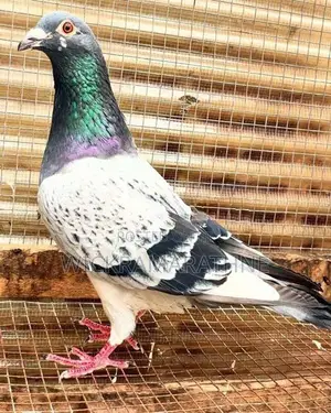 Racing Homers Pigeon