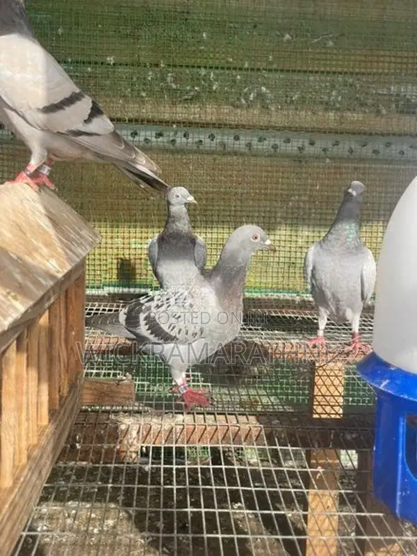 Racing Homers Pigeon