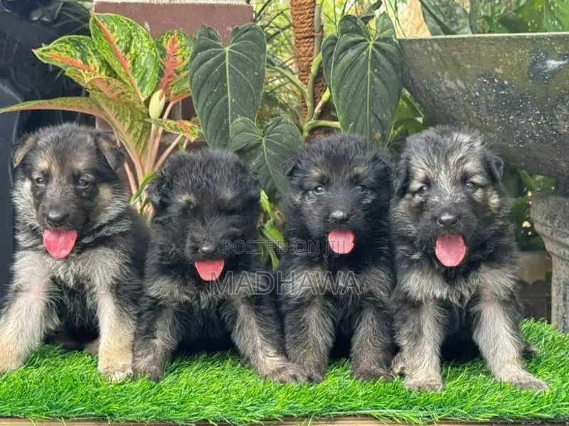Lion Shepherd Puppies