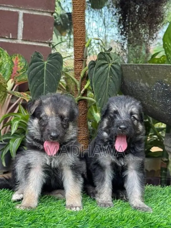 Lion Shepherd Puppies