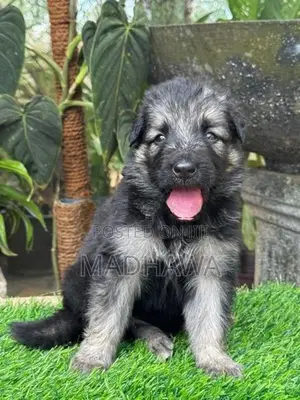 Lion Shepherd Puppies