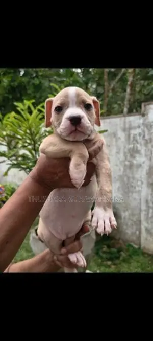 American Bully Puppy