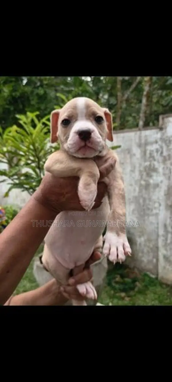 American Bully Puppy