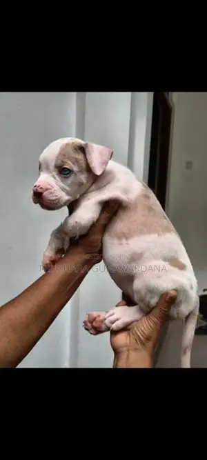 American Bully Puppy