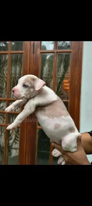 American Bully Puppy