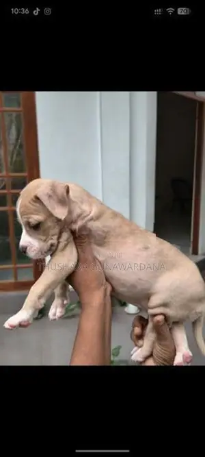 American Bully Puppy