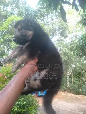 German Shepherd Puppy