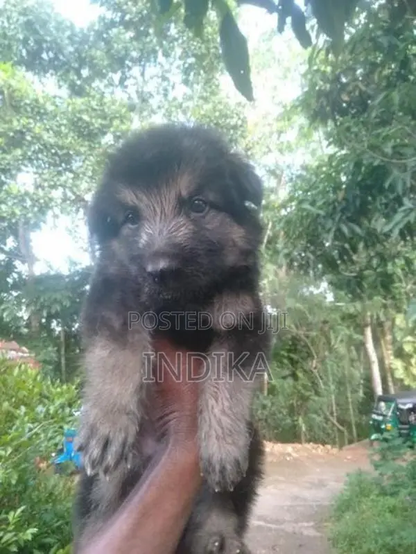 German Shepherd Puppy