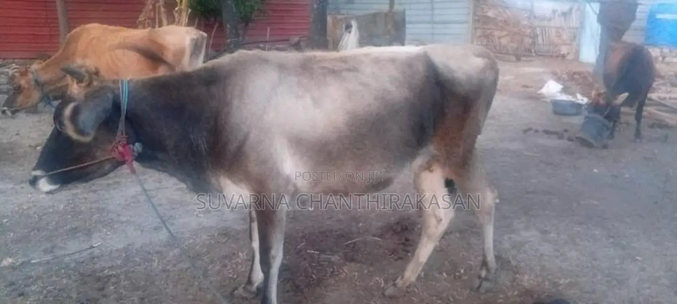 Milk Cow