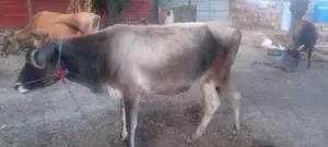 Milk Cow