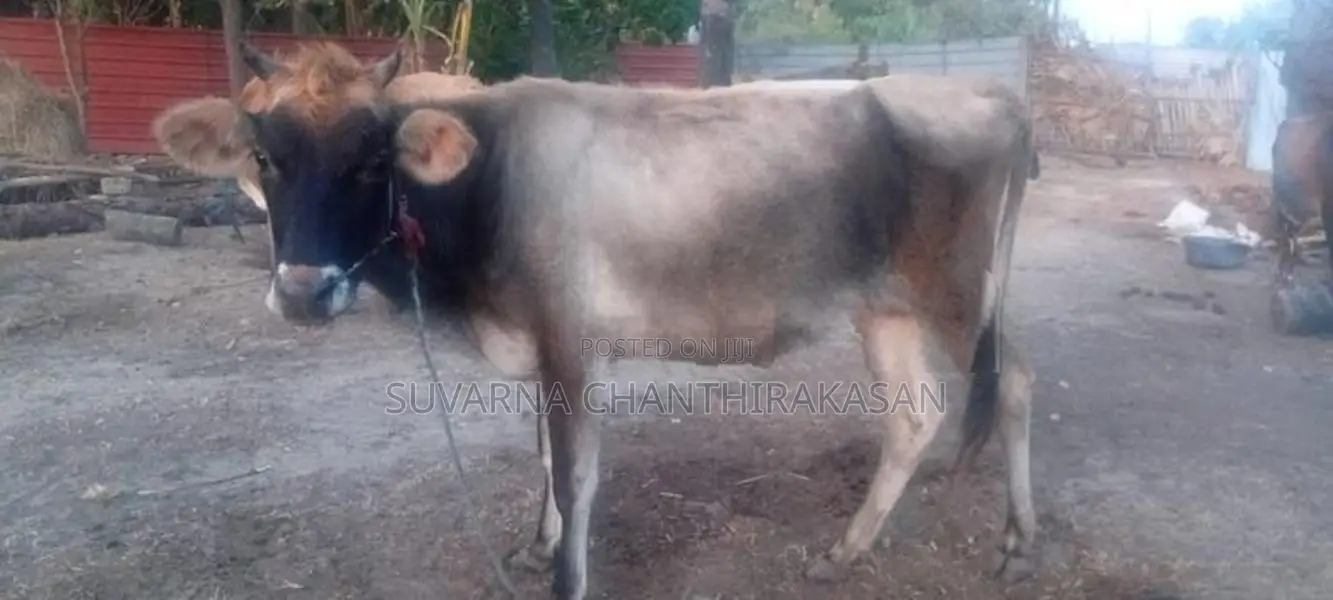 Milk Cow