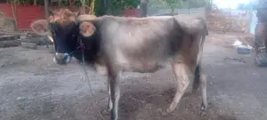 Milk Cow