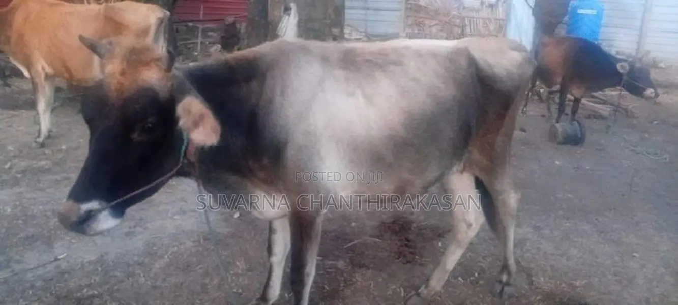 Milk Cow