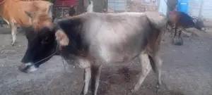 Milk Cow
