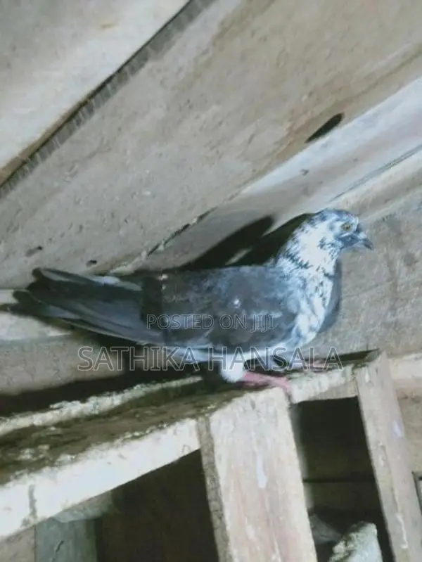 Pigeons